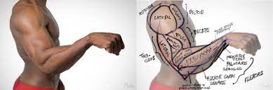 These bulky muscles also give the biceps: Arm Muscle Map Needs Corrections Album On Imgur