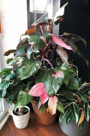 Pink Princess Philodendron Rare House Plant Plants Large Indoor Plants House Plants