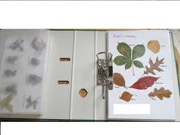 Maybe you would like to learn more about one of these? Deckblatt Herbarium Schule