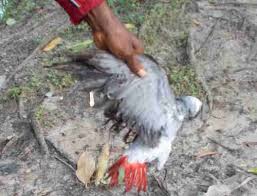 African Grey Parrots Are Going Extinct Thanks To The Pet