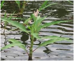 Image result for Persicaria senegalensis