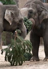 Pin By Christine B Morris On Everything Elephants Elephant World Elephant Animals Beautiful