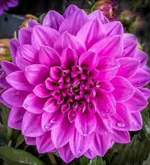 Bunga dahlia adalah jenis tanaman yang adaptif pada berbagai kondisi lingkungan. Jual Jenis Bunga Dahlia Ungu Bangkok Toko Bungaku