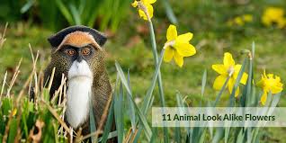 A man running with a bouquet of flowers. 11 Animal Look Alike Flowers