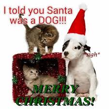 Merry Christmas Lolcats Lol Cat Memes Funny Cats Funny Cat Pictures With Words On Them Funny Pictures Lol Cat Memes Lol Cats