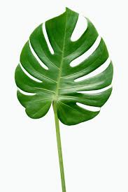 Download Premium Psd Of Monstera Delicosa Plant Leaf On A White Background Plant Leaves Monstera Leaf Photography