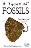 What are the 3 main types of fossils?