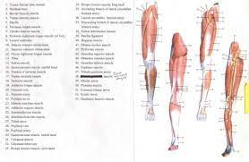 The tibialis anterior muscle is located alongside the lateral surface. Labeled Muscles Of Lower Leg Yahoo Search Results Leg Muscles Diagram Human Body Muscles Muscle Diagram
