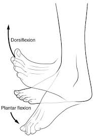 Anatomical Terms Of Movement Flexion Rotation