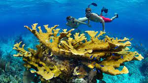 Items 37 to 48 of 142 total. Korallen Nachwuchs In Gefahr