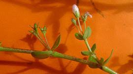 Image result for Oldenlandia angolensis