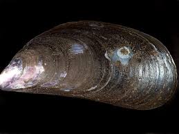 Image result for Maerua edulis