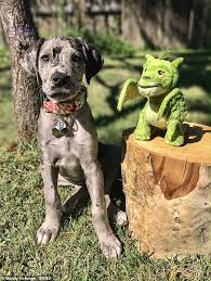 Colorado springs (cos) denver, co (den). Adorable Photo Series Capture Great Dane Elliot As He Grows Up Trailing His Favourite Fluffy Toy Express Digest