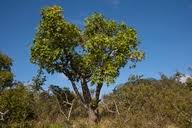 Image result for Cussonia natalensis