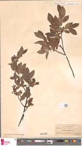 Image result for Elatostema paivaeanum