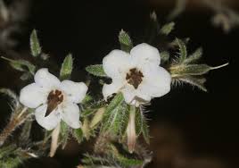 Image result for Cystostemon