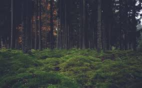 Aesthetic forest wallpapers top free aesthetic forest. Aesthetic Forest Desktop Wallpaper 4k Forest 5k 4k Wallpaper 8k Mist Hills Fog 25489 Download Hd Forest Wallpapers Best Collection Kenanga