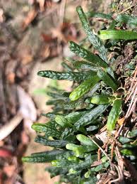 Image result for Grammitis