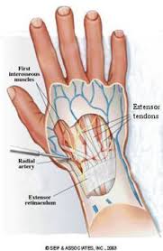Ecu Tendonitis Exercises Tendinitis Plantar Fasciitis Remedies Plantar Fasciitis Treatment