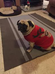Penny In Her Christmas Sweater Https Ift Tt 2rjbbol Pugs Funny Pugs Pug Dog