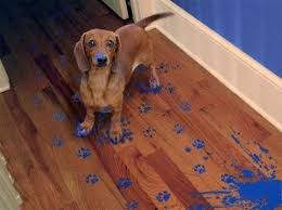 This Exact Thing Happened In Collage When Miss You Housemates Dog Walked Through The Blue Paint When Wall Painting Nightma Teckel Hond Teckels Grappige Honden