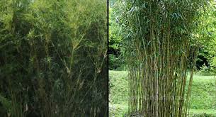 Clumping bamboo is as versatile as it is beautiful. Where Can I Buy Clumping Bamboo