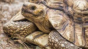 9 Animals That Can Live Longer Than You Mental Floss