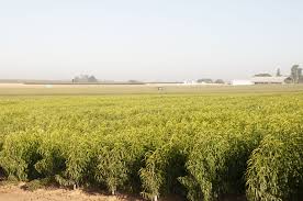 This makes them strong in windy conditions, and they can pull up more nutrients and minerals to make the fruit healthier. Dave Wilson Nursery Linkedin