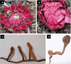 Image result for Thonningia