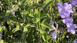 Image result for Barleria obtusa