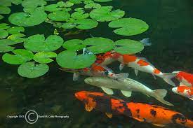Koi In The Portland Japanese Garden Portland Japanese Garden Japanese Garden Koi