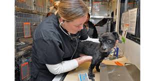 Hey cats, the hypocat vaccine is being developed for humans. Aspca Announces 45 Million Commitment To Help Animal Cruelty Victims And Low Income Pet Owners