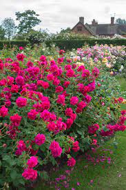 Highly recommended for replanting and risks of soil diseases. Thomas A Becket Rose The Rose Journal