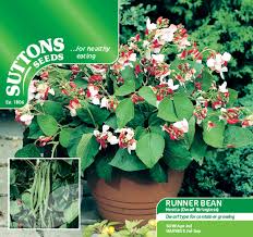 Maybe you would like to learn more about one of these? Seeds Runner Bean Seeds Hestia For Sale Buy Online