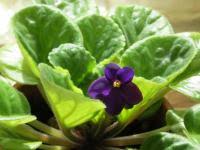 Check spelling or type a new query. African Violets How To Care For African Violets The Old Farmer S Almanac