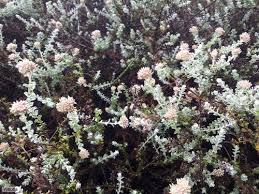 Image result for Plecostachys