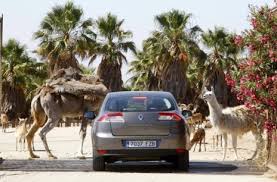 A las 19:00 horario exhibicion de aves rapaces: Una Manana En El Safari Madrid Madrid El Mundo