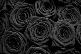 Gothic Black Roses Wallpaper Black Rose Black Flowers