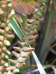 Image result for Asplenium emarginatum