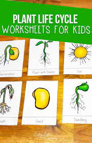 Plant Life Cycle Worksheets For Kids Plant Life Cycle Worksheet Plant Life Cycle Life Cycles Kindergarten