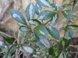 Also called japanese tree lilac, the 'ivory silk' cultivar is a large. Lilac Leaf Mining Moth Rhs Gardening