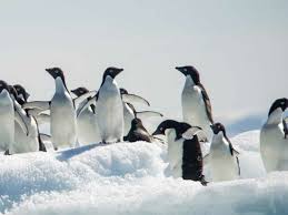 It's a great day for hockey! Auk Or Penguin How To Tell The Difference Magazine Ponant