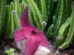 A cactus (plural cacti, cactuses, or less commonly, cactus) is a member of the plant family cactaceae, a family comprising about 127 genera with some 1750 known species of the order. Spook Tacular Plants Desert Botanical Garden