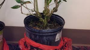 Image result for Sphaeropsis tumefaciens oleander symptoms