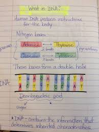 407 biology worksheet templates are collected for any of your needs.to pass genetic information on to new generations of cells. Genetics Heredity Math Science Warrior