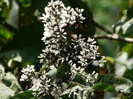 Image result for Monosis