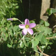 Image result for Oxalis latifolia