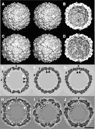 The rhinovirus (from the greek ῥίς rhis nose, gen ῥινός rhinos of the nose, and the latin vīrus) is the most common viral infectious agent in. The Concerted Conformational Changes During Human Rhinovirus 2 Uncoating Sciencedirect