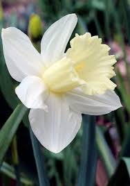 Broughshane Daffodil 1938 Oldhousegardens Com Daffodils Daffodil Bulbs Flower Garden Pictures