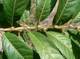 Image result for Hugonia platysepala